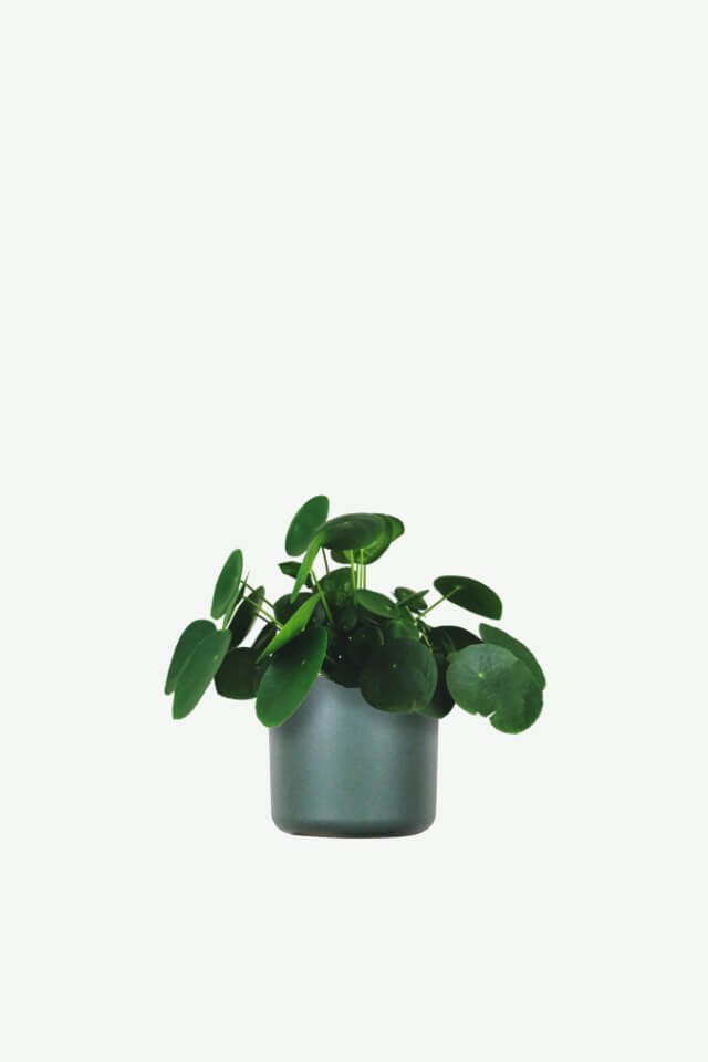 plants-ecommerce-product-featured-img-11