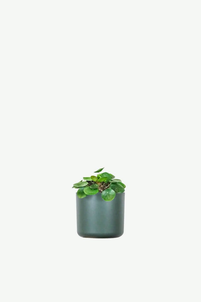 plants-ecommerce-product-featured-img-12