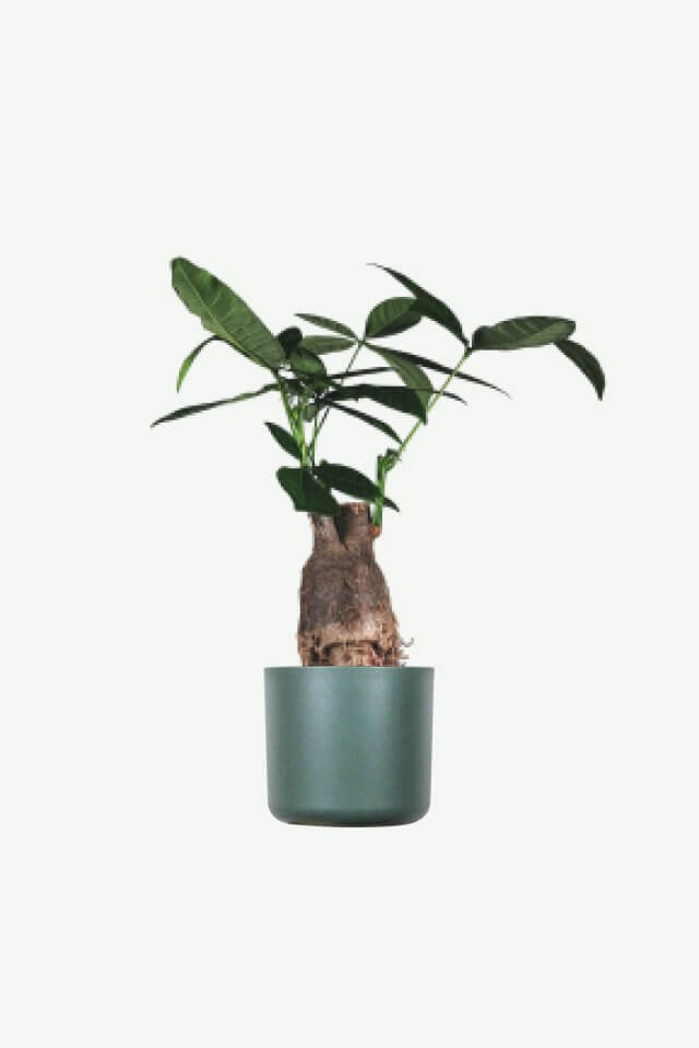 plants-ecommerce-product-featured-img-13