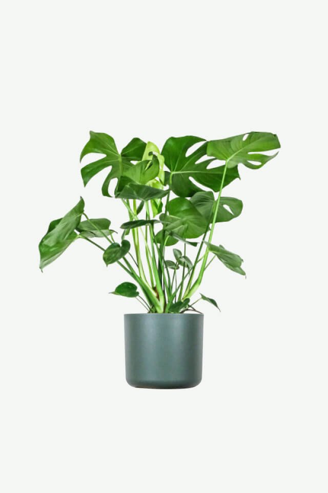 plants-ecommerce-product-featured-img-14