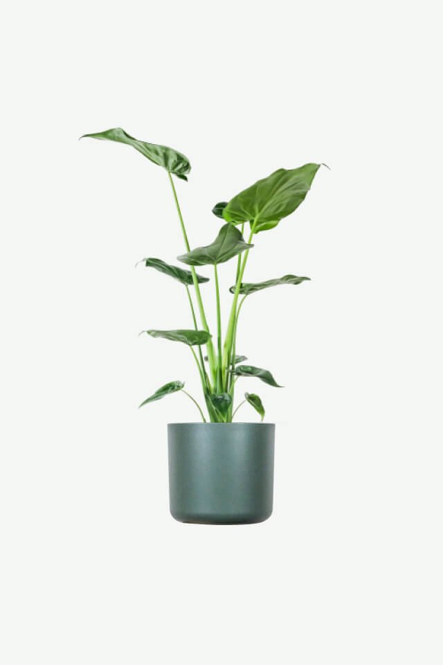 plants-ecommerce-product-featured-img-17