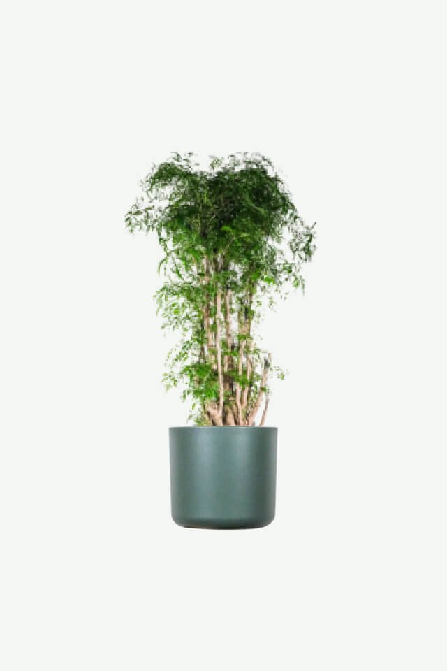 plants-ecommerce-product-featured-img-19