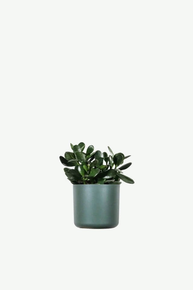 plants-ecommerce-product-featured-img-2