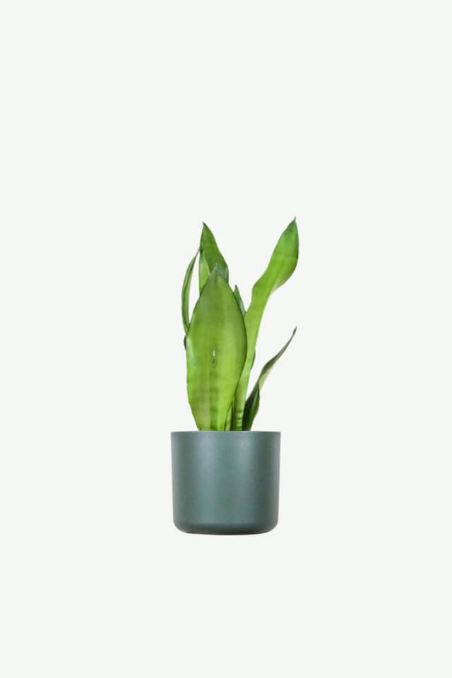 plants-ecommerce-product-featured-img-3