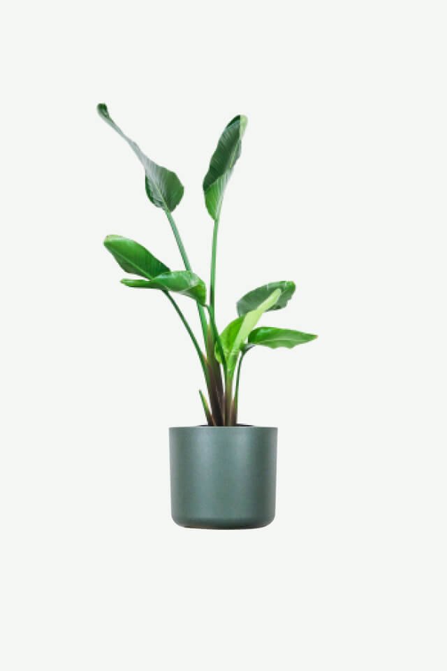 plants-ecommerce-product-featured-img-4