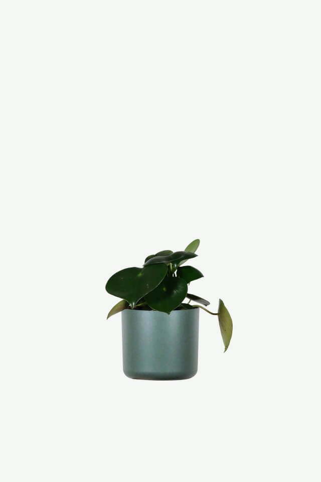 plants-ecommerce-product-featured-img-5