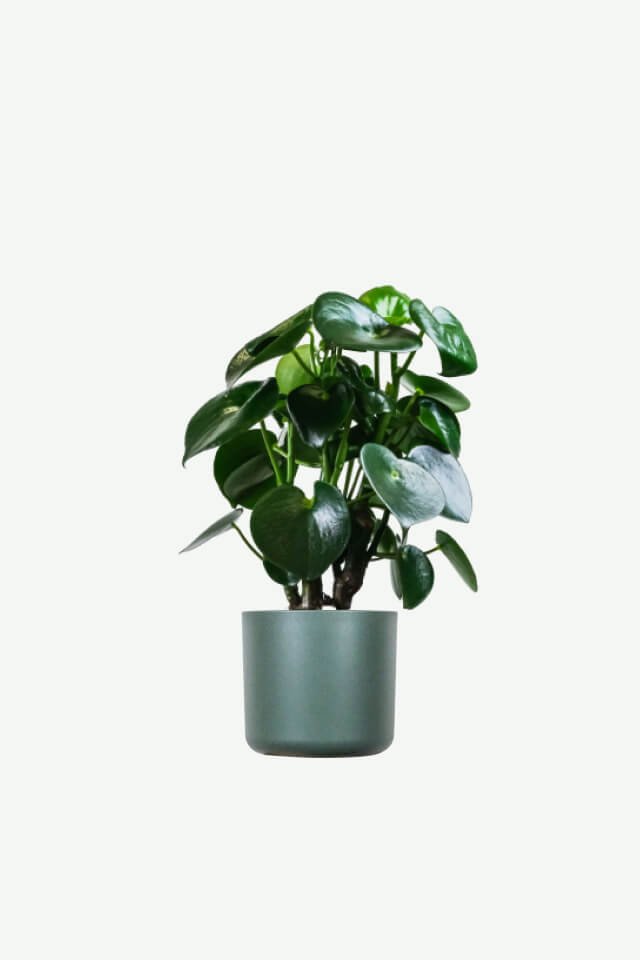 plants-ecommerce-product-featured-img-6