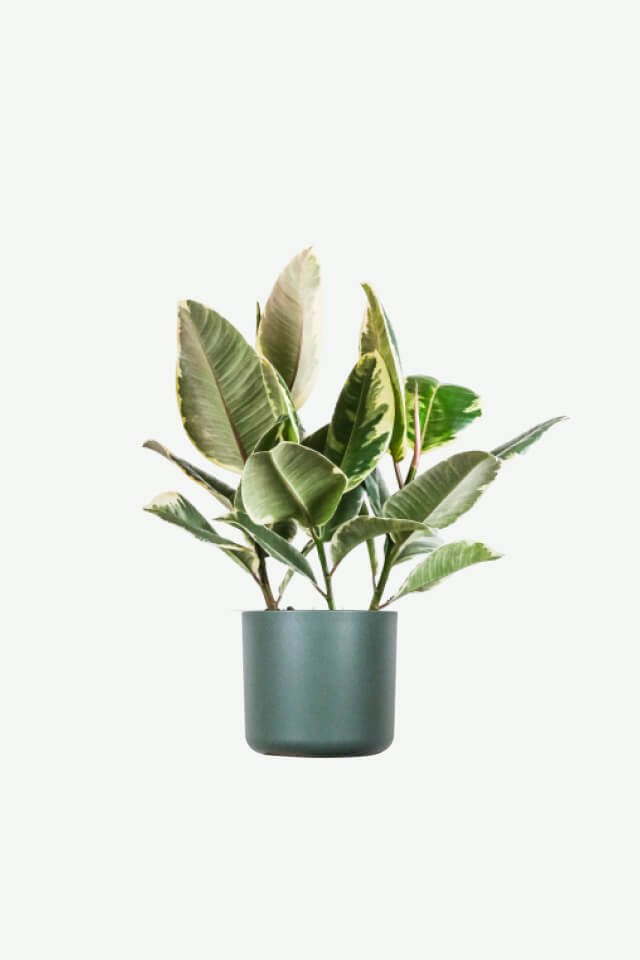 plants-ecommerce-product-featured-img-7