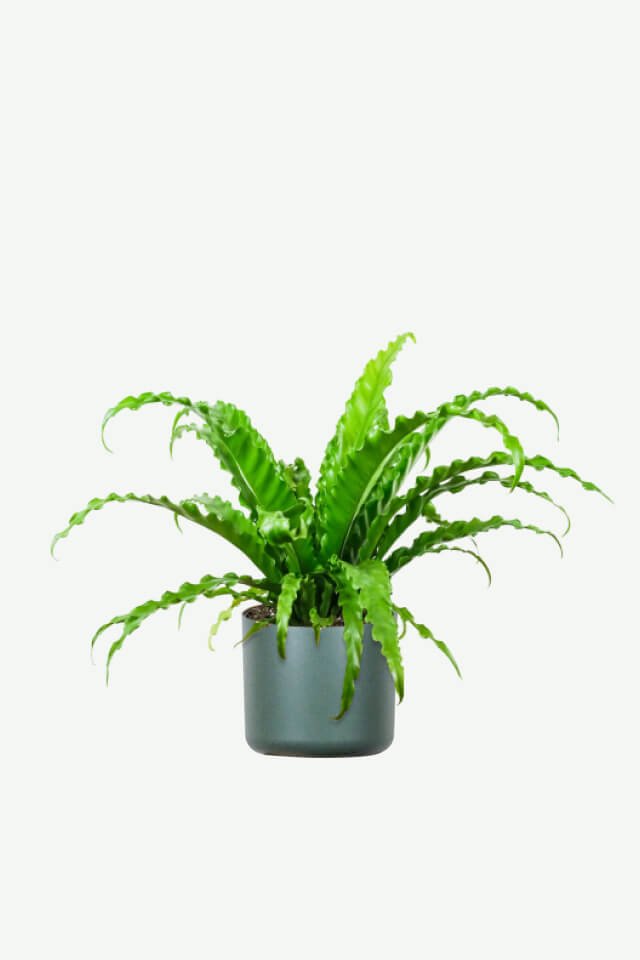 plants-ecommerce-product-featured-img-8