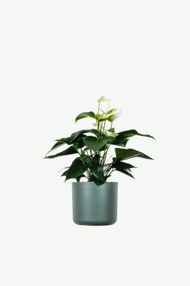 plants-ecommerce-product-featured-img-9