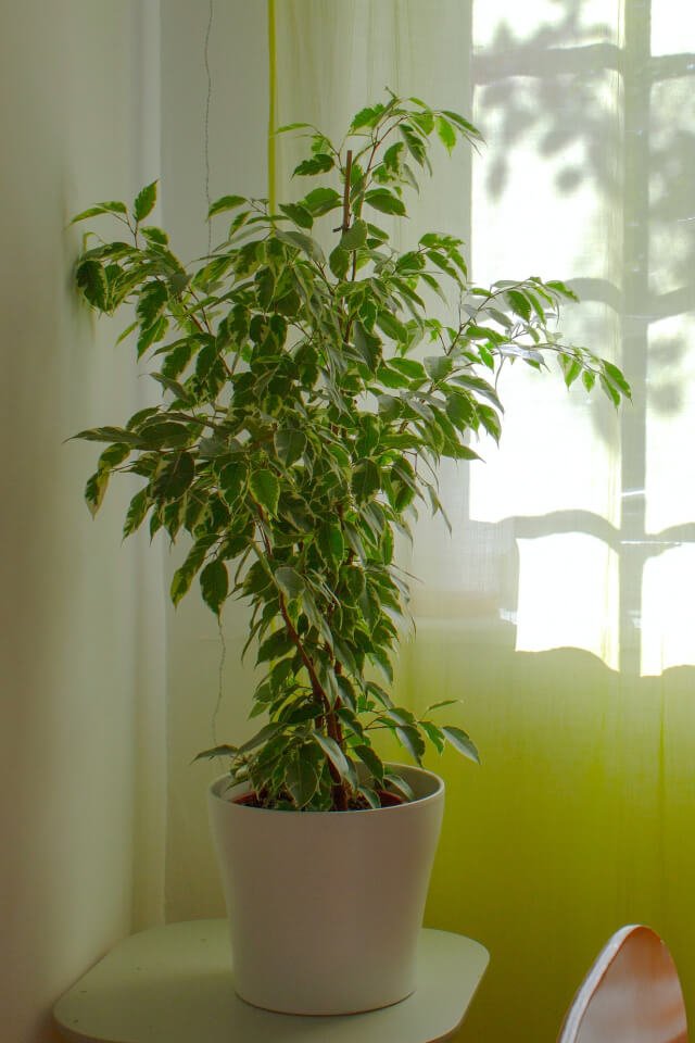 plants-shop-product-gallery-img-10