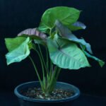 Syngonium plant
