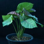 Syngonium plant