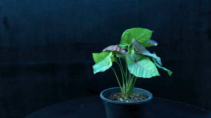 Aglaonema Lipstic+Syngonium+Ring of fire - Image 2