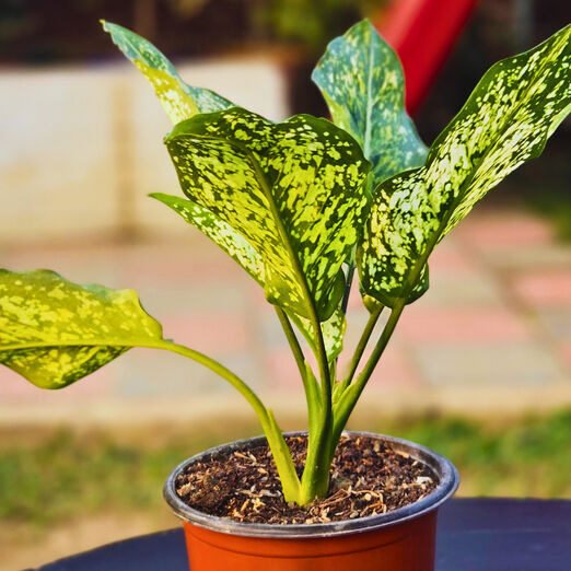 33875507-5c49-4f9e-b0f3-3c371513f4f2_optimized_100