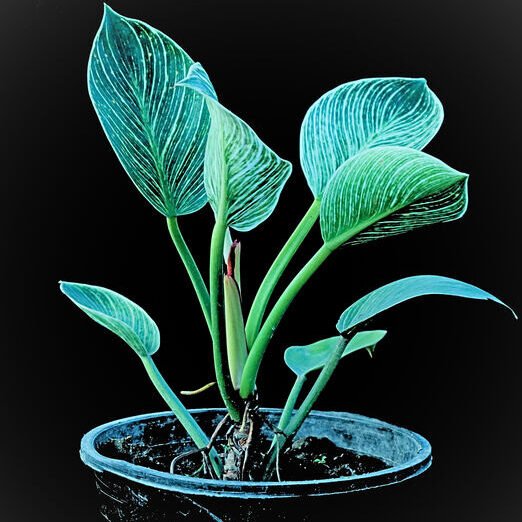 353abb1a-1700-43d8-8fcc-771f5e175f9d_optimized_100