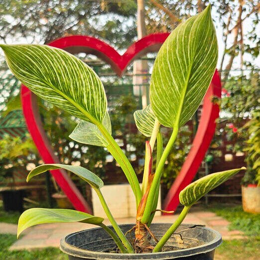 674963b9-bb4d-4d25-8ef1-e6e09049ab91_optimized_100