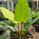 Philodendron Moonlight in PVC round pot