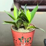 Drop Sanke Plant in ceramic pot
