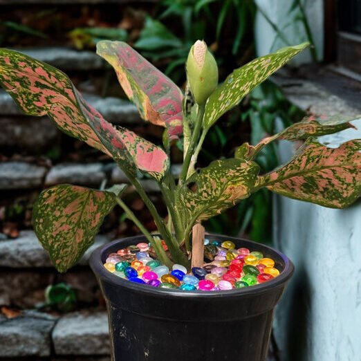 ccafef53-3bef-4717-9d41-7552833b9f0d_optimized_100