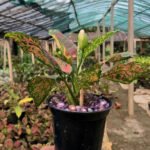 Red Aglaonema Plant