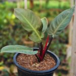 Philodendron Imperial Red