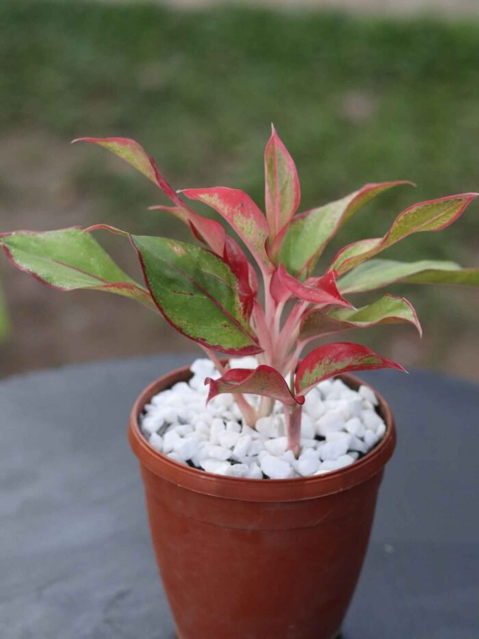 Aglaonema Lipstick Thai variant - Image 3