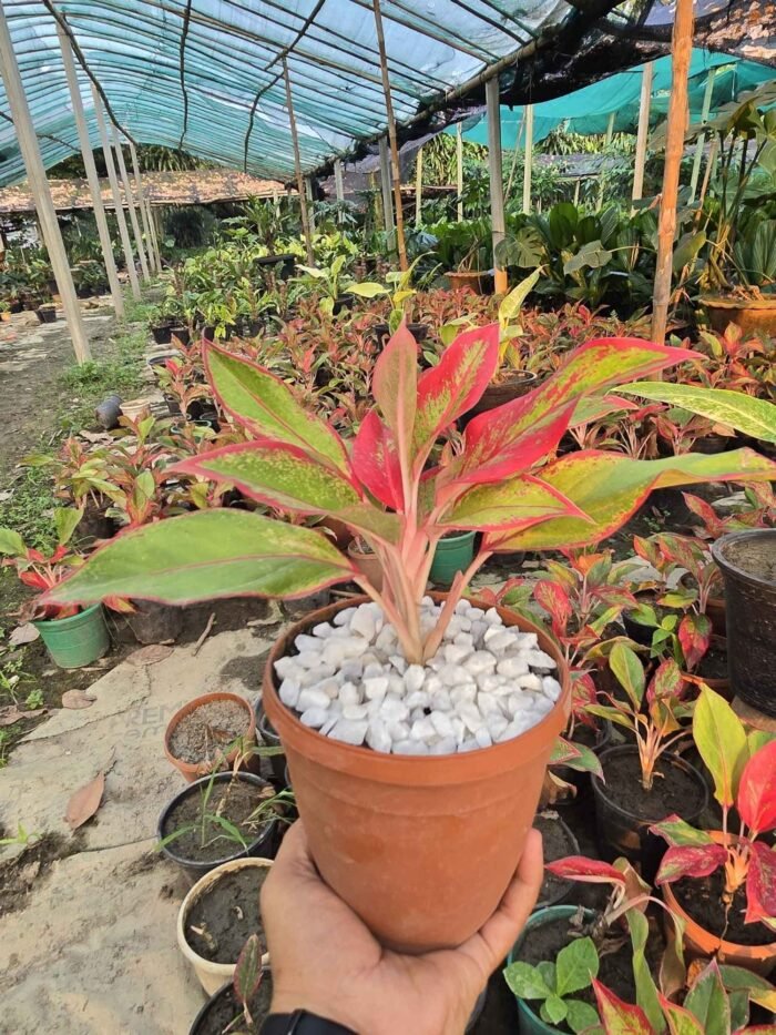 Aglaonema Lipstick Thai variant - Image 2