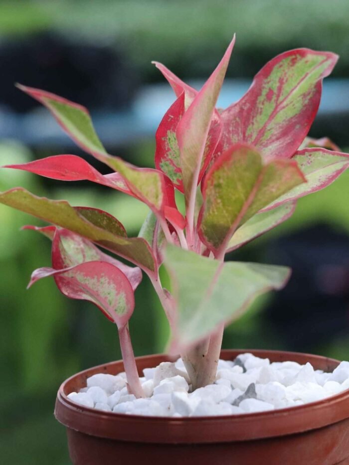 Aglaonema Lipstick Thai variant