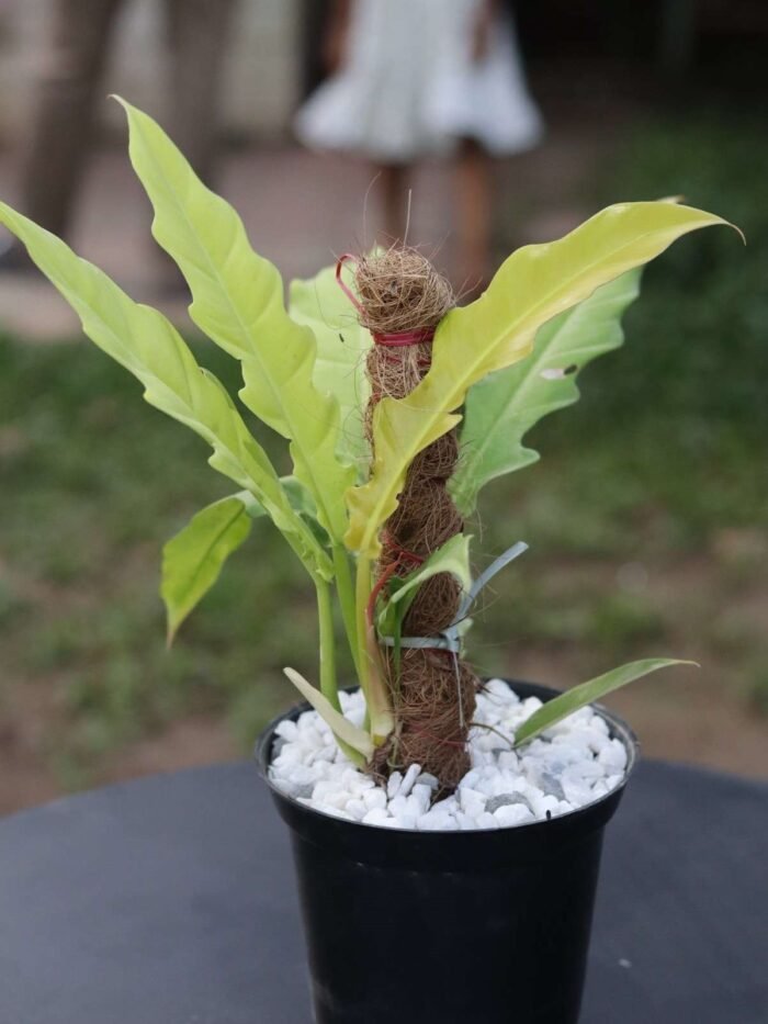 Aglaonema Lipstic+Syngonium+Ring of fire - Image 4