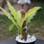 Ring of Fire thai variant