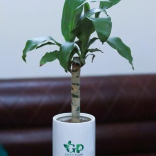 Semi Indoor Plant