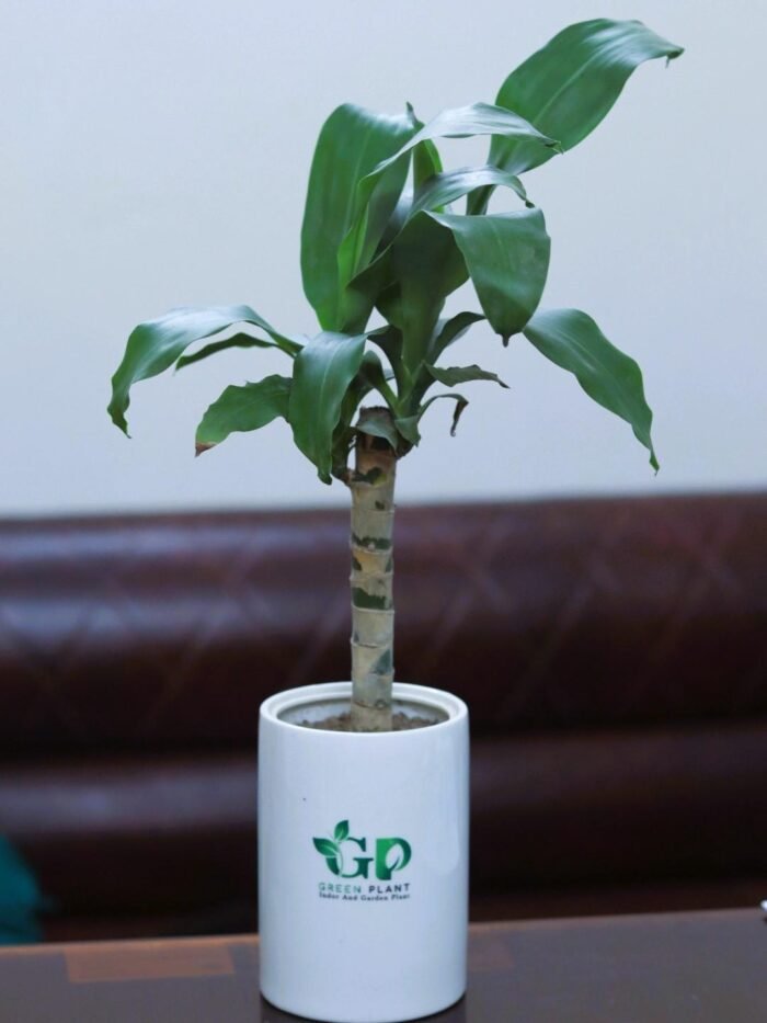 Corn plant in ceramic pot - Image 2