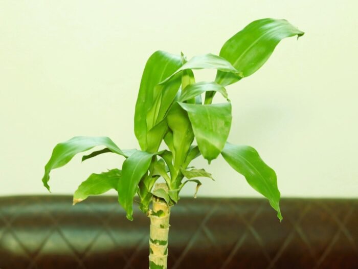 Corn plant in ceramic pot - Image 3