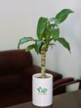 Corn plant in ceramic pot