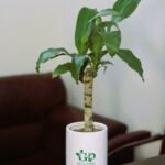 Corn plant in ceramic pot