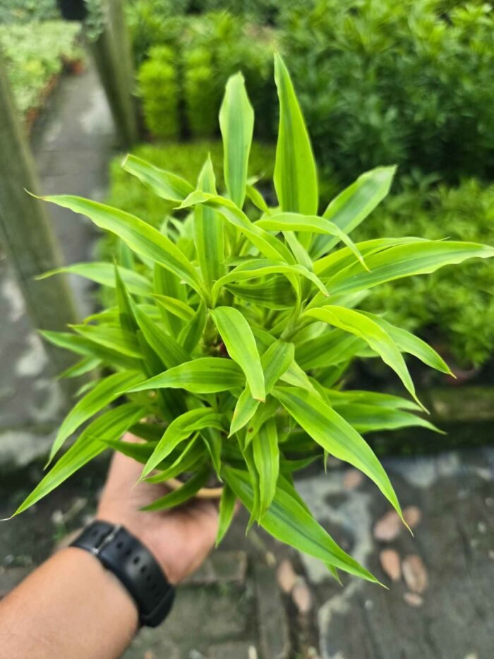 Lucky Bamboo 3.5 - Image 3