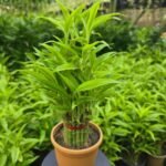 Lucky Bamboo 3.5