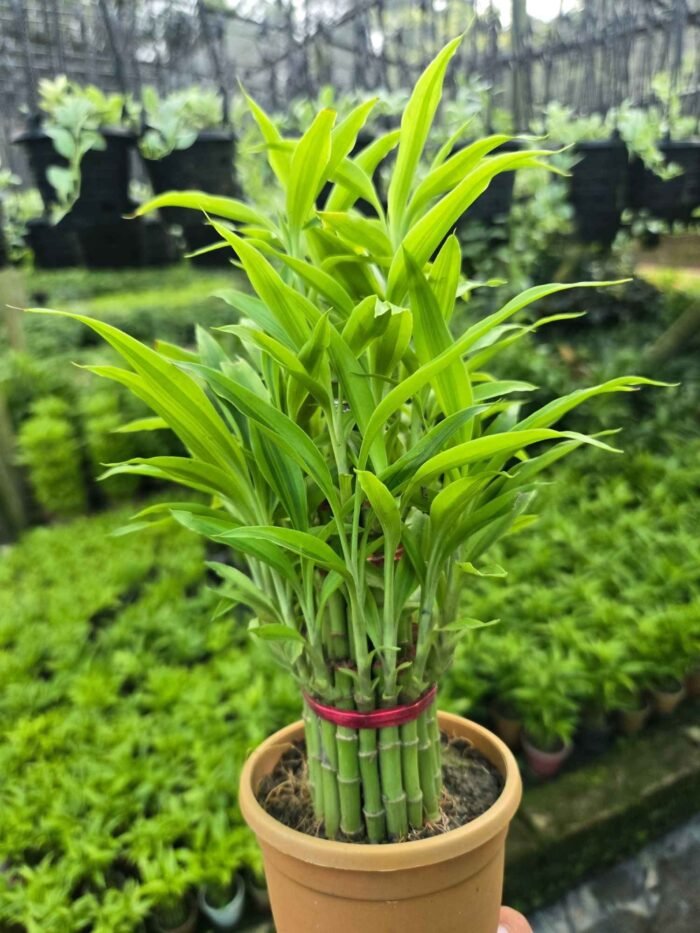 Lucky Bamboo 3.5 - Image 2
