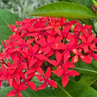 Outdoor Ornamental Plants