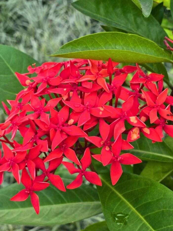 Ixora coccinea (Rongon) 5 pcs - Image 2