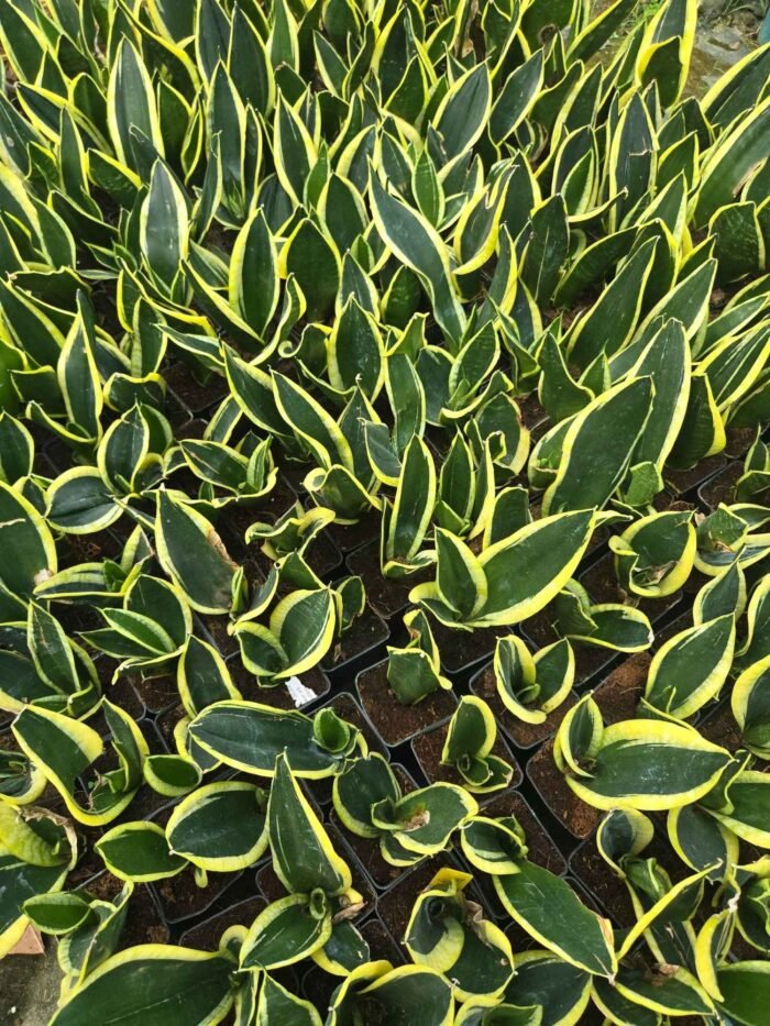 Snack Plant - Image 3