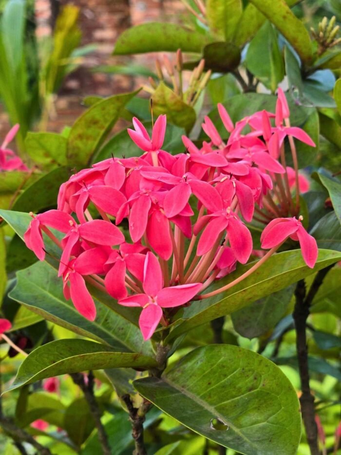 Ixora coccinea (Rongon) 5 pcs - Image 3