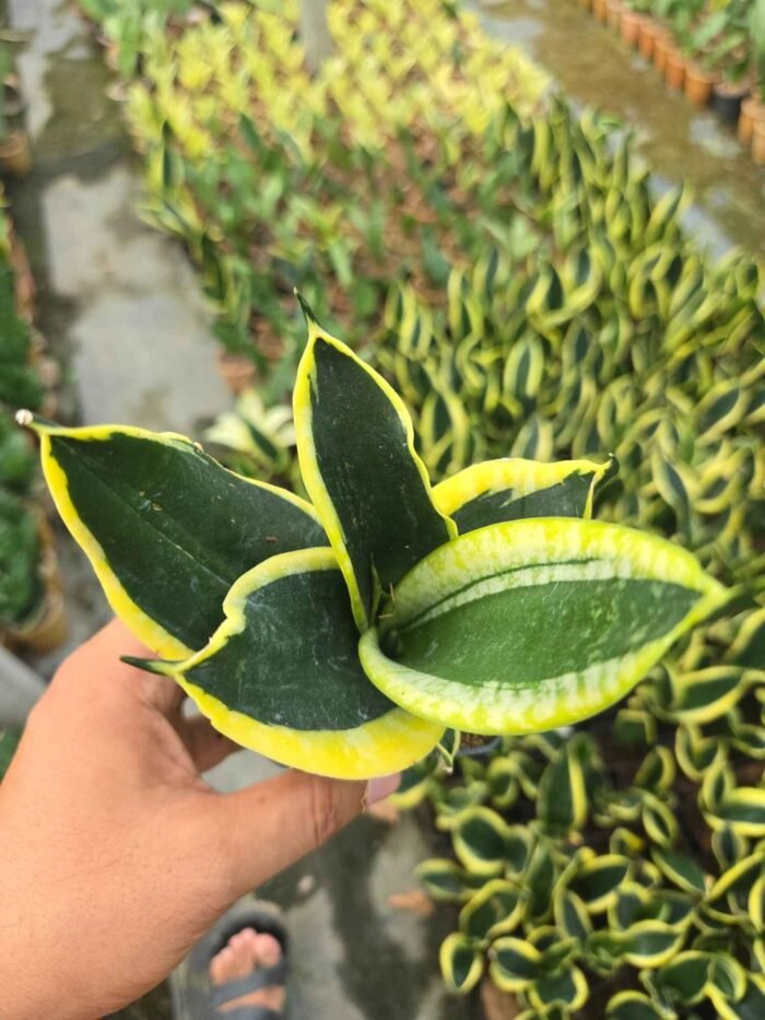 Snack Plant - Image 2