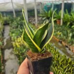 Snack Plant