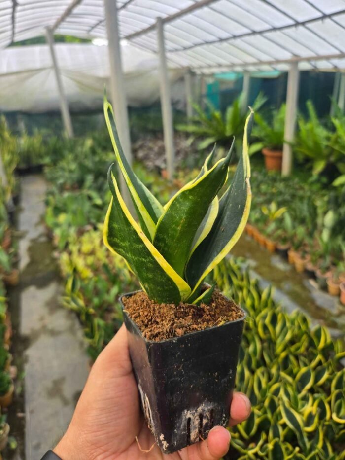 Snack Plant