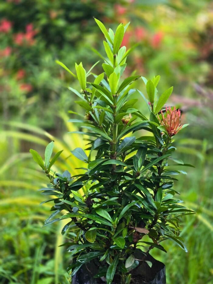 Ixora coccinea (Rongon) 5 pcs