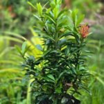 Ixora coccinea (Rongon) 5 pcs