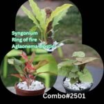 Aglaonema Lipstic+Syngonium+Ring of fire