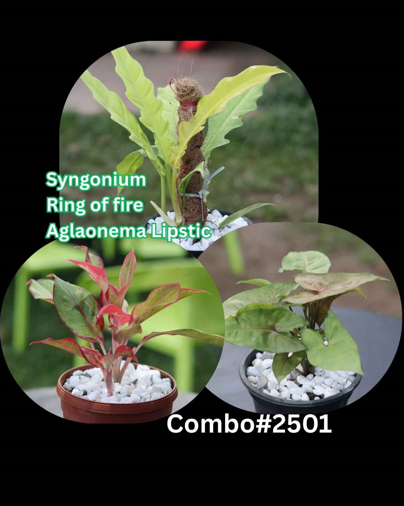 Combo#2501 – 1